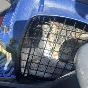 Spay Neuter Clinic - Veterinarians Near Me - Glendale, Arizona Spay Neuter Clinic - Veterinarians Near Me - Glendale, Arizona