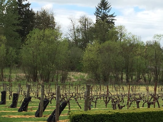 Bethany Vineyard & Winery by null