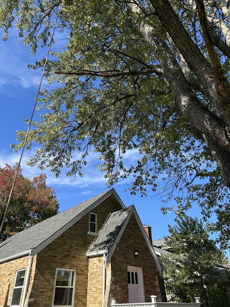 Cincinnati Elite Tree Service - tree service in Cincinnati, OH