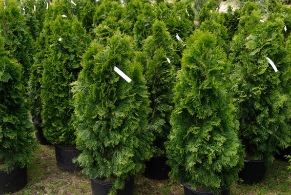 CHEAP SAM’S PLANT BARGAINS - Updated December 2025 - 32 Photos & 46 ...