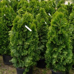 Cheap Sam's Plant Bargains - Cluster of vibrant arborvitaes