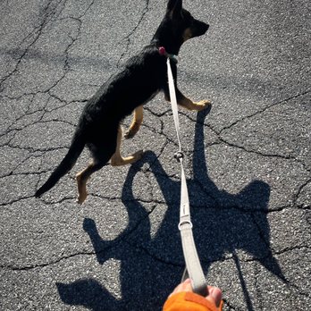 Karen's K9 Way - What a beautiful day to walk #puppy Queen! - Dog Walkers Near Me