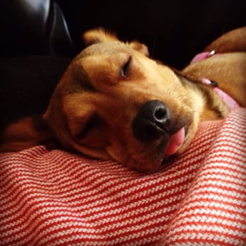 Camp Bow Wow - Totally passed out after an afternoon at camp bow wow!!!! - Pet Training Near Me - Albuquerque, New Mexico