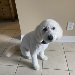 Auggie after his grooming