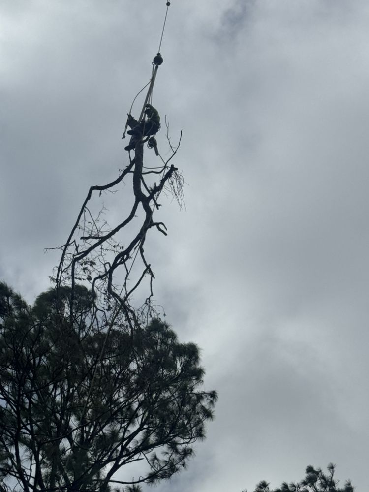 Arbor Tree Service & Landscaping - tree service in Jacksonville, FL