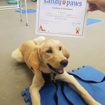 Sandy Paws Dog Training - Pet Training Near Me - Guilford, Connecticut Sandy Paws Dog Training - Pet Training Near Me - Guilford, Connecticut