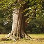 Photo of Die alte Buche im Engelstuin
