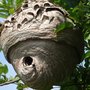 Photo of Nevernest Pest Control