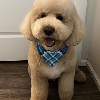Groom Patrol - Pet Groomers Near Me Groom Patrol - Pet Groomers Near Me