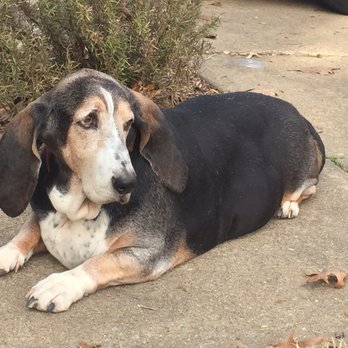 Dumfries Animal Hospital - Lewis Robertson Adams. July 4, 2008-Feb. 24, 2017 - Veterinarians Near Me - Dumfries, Virginia