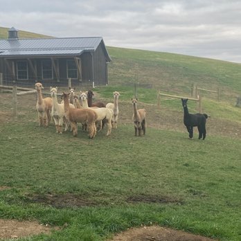 Yellow Butterfly Winery - Alpaca Farm - Wineries Near Me - Newcomerstown, Ohio Yellow Butterfly Winery - Alpaca Farm - Wineries Near Me - Newcomerstown, Ohio