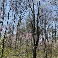 Scales Lake Park - Is it ironic that a guy with two stumps likes trees?