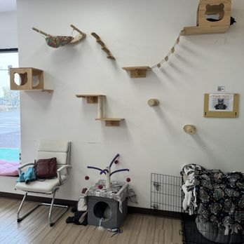 The Cattitude Cafe - Themed Cafes Near Me - Sioux Falls, South Dakota