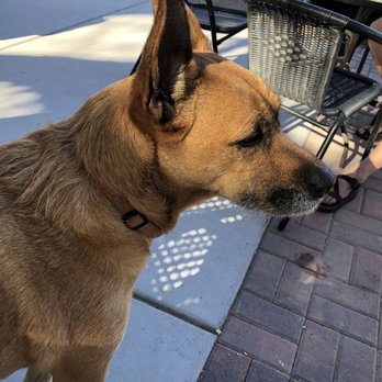 Salt Mine Wine - Winery dog - Wine Tasting Room Near Me - Camp Verde, Arizona Salt Mine Wine - Winery dog - Wine Tasting Room Near Me - Camp Verde, Arizona