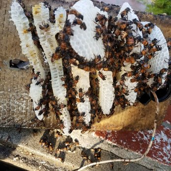 Abba Termite & Pest Control - Pest Control Near Me - Whittier, California