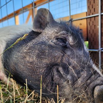 All Wags Care - This little piggy is happy and well cared for while her parents are traveling! - Dog Walkers Near Me All Wags Care - This little piggy is happy and well cared for while her parents are traveling! - Dog Walkers Near Me