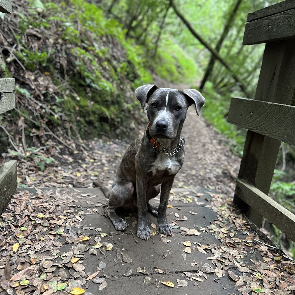 THE BEST 10 Animal Shelters near Nice, CA - Updated 2026 - Quality &  Affordability - Yelp