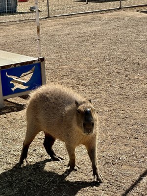 GHOST RANCH EXOTICS AND FUNNY FOOT FARM - Updated March 2026 - 56 ...