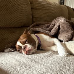 Bargersville Veterinary Hospital & Wellness Center