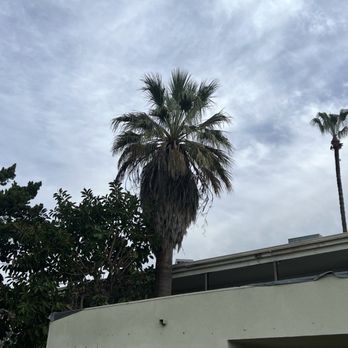 SG Monarch - Before trimming - Tree Services Near Me
