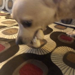 Beacons Espresso - Pocito says this is the best place to bring puppers for treats