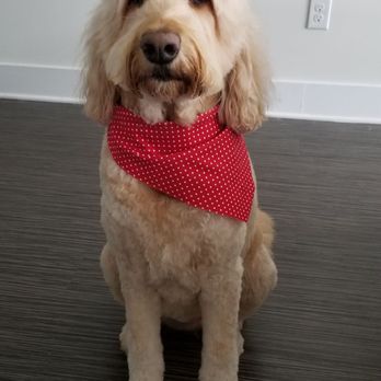 Dilworth Dog Grooming - Thank you, Dilworth Dog Grooming! Nola loves her haircut! - Pet Groomers Near Me - Charlotte, North Carolina Dilworth Dog Grooming - Thank you, Dilworth Dog Grooming! Nola loves her haircut! - Pet Groomers Near Me - Charlotte, North Carolina