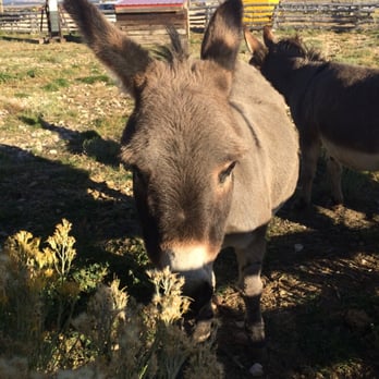 Bryce Wildlife Adventure - Burro selfie - ATV Rentals/Tours Near Me - Bryce, Utah