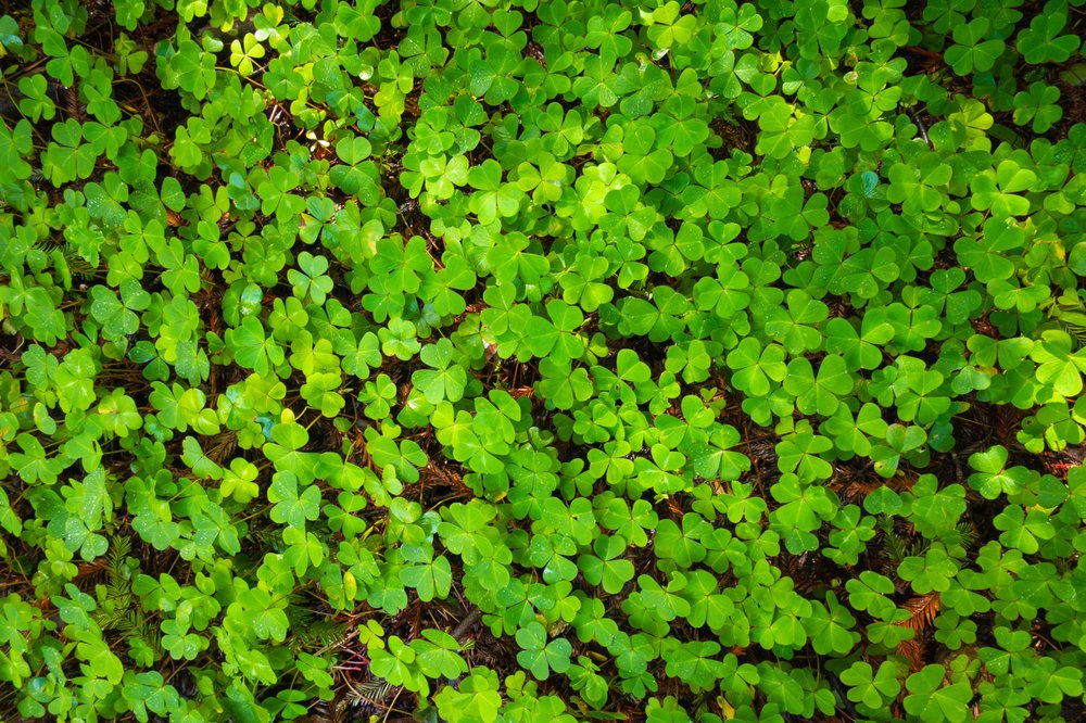 Mill Creek Trail Logo