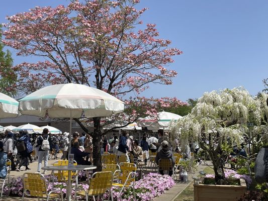 Ashikaga Flower Park by null