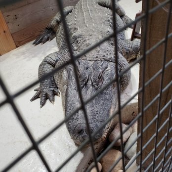 The Creature Conservancy - Al the alligator - Community Service/Non-Profit Near Me - Ann Arbor, Michigan