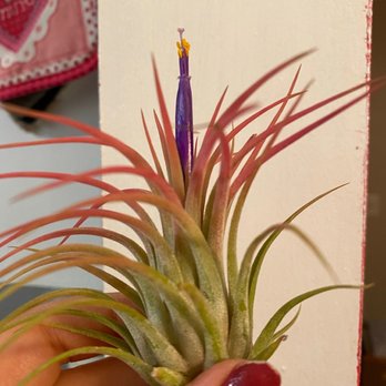 The Natural Order - Blossoming AIRPLANT after I brought it home - Home Decor Near Me - Grand Rapids, Michigan