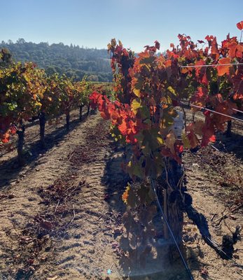 Skinner Vineyards & Winery by null