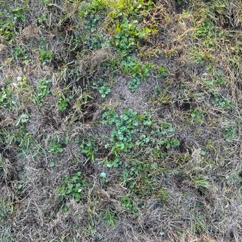 TruGreen - WEED - Landscaping Near Me - North Andover, Massachusetts