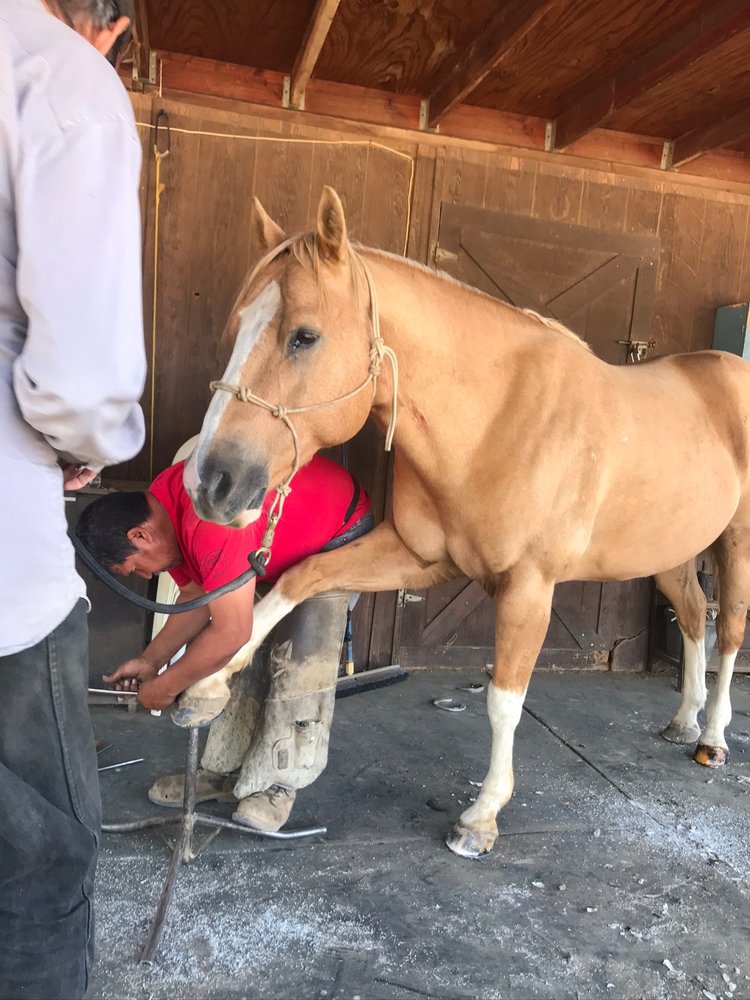 RUDY’S FARRIER SERVICE 14 Photos Juniper Hills, California