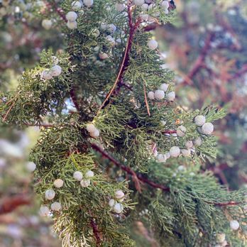 Fatman's Loop Trail - Juniper berries - Hiking Near Me - Flagstaff, Arizona