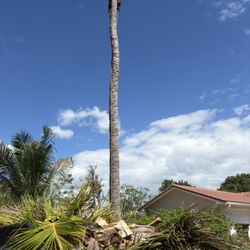 JJS Lawncare & Landscaping - Tree removal
