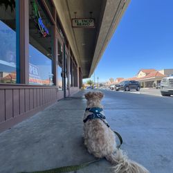 El Taco Bravo Restaurant - Waiting patiently for that quesadilla.