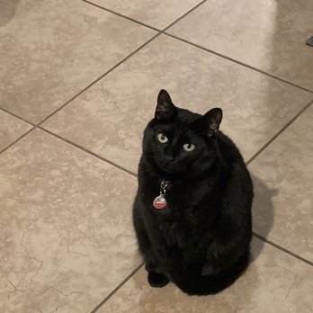 Black Cat Barbershop - Two cool black cats that like when I wear my Black Cat Barbershop Tee! - Barbers Near Me - Cleveland, Ohio