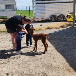 Enchanted Hollow Alpacas - Interacting with baby alpaca