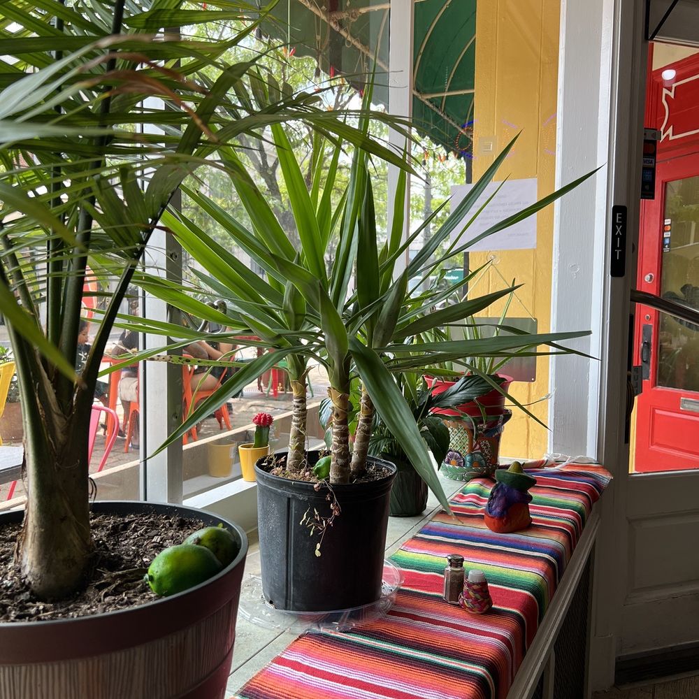 El Limon - Glenside - Window bays filled with plants. - Mexican Near Me - Glenside, Pennsylvania