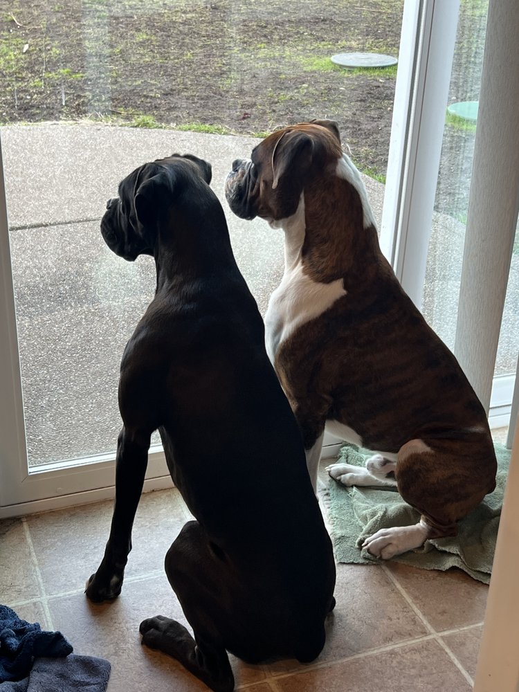 HOLLY’S BOXERS OF ROCHESTER Updated August 2024 Request Information