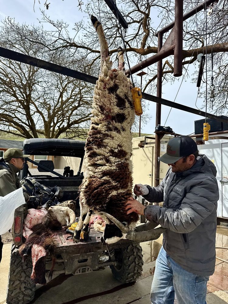 Mounts Unlimited Taxidermy - taxidermy in Los Gatos, CA