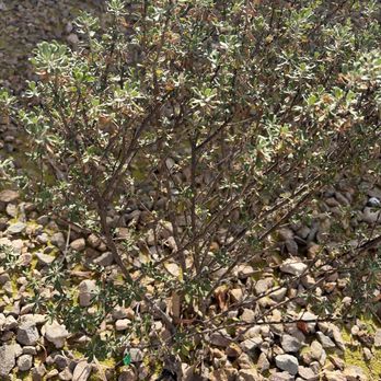 Jr's Lawn Maintenance - Texas Ranger and new drip system - Landscaping Near Me - Henderson, Nevada Jr's Lawn Maintenance - Texas Ranger and new drip system - Landscaping Near Me - Henderson, Nevada