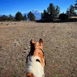 Shasta between the ears of Billy the Kid