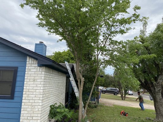 Tree Trimming / Tree Pruning - Shrubs, Hedges & Bushes - Before & After - Tree Trimming / Tree Pruning - Shrubs, Hedges & Bushes - Before & After