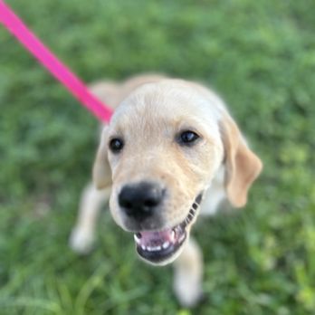 Happy Stomps Grooming - Pet Groomers Near Me - Zephyrhills, Florida Happy Stomps Grooming - Pet Groomers Near Me - Zephyrhills, Florida