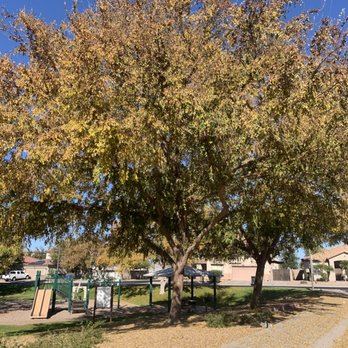 Green Paradise Landscaping Services - a tree with yellow leaves - Landscaping Near Me - Phoenix, Arizona