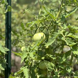 Tomatoes are a growing