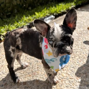 Beachside Bubbles Mobile Dog Grooming - Riley's loves seeing Valerie - Pet Groomers Near Me
