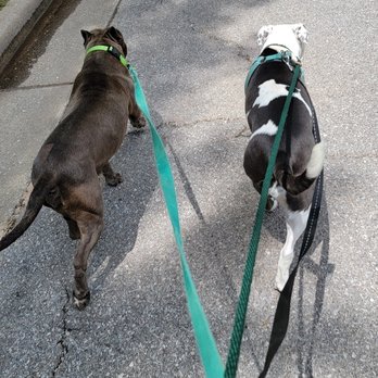 Purrfect Pet Pal OKC - These 2 LOVE walking with Purrfect Pet Pal! - Dog Walkers Near Me Purrfect Pet Pal OKC - These 2 LOVE walking with Purrfect Pet Pal! - Dog Walkers Near Me